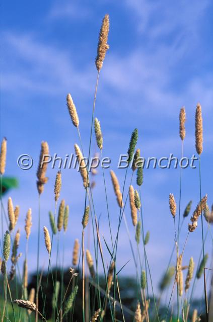phalaris aquatica.JPG - Herbe de HardingPhalaris aquaticaPoaceae